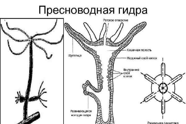 Кракен наркоторговец