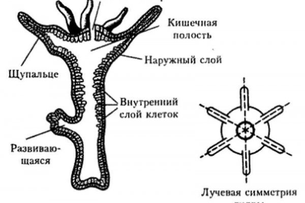 Оф зеркала крамп
