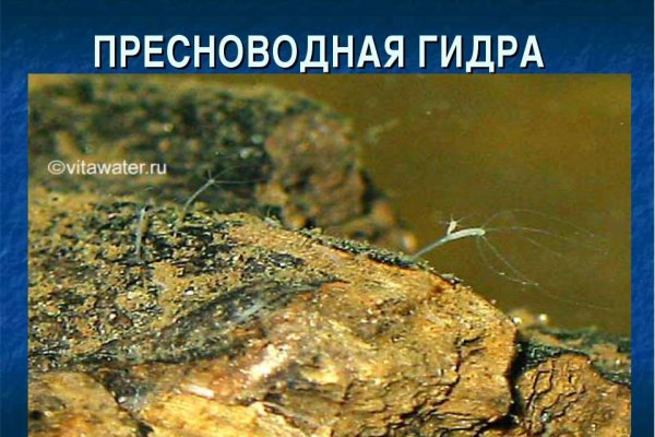 Какой сайт вместо кракена